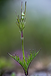 BB 15 0399 / Scabiosa columbaria / Bakkeknapp